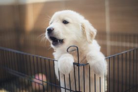 Housetraining your new puppy doesn't have to be daunting.