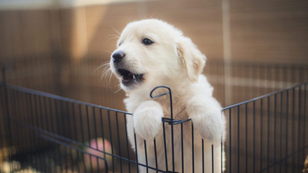 Housetraining your new puppy doesn't have to be daunting.