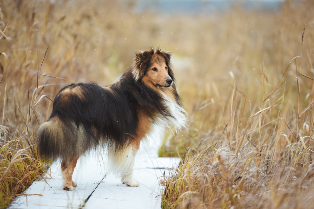 Shetland Sheepdog standing on dock in nature