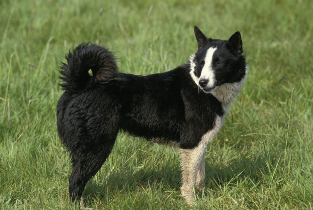 Karelian Bear Dog standing on Grass