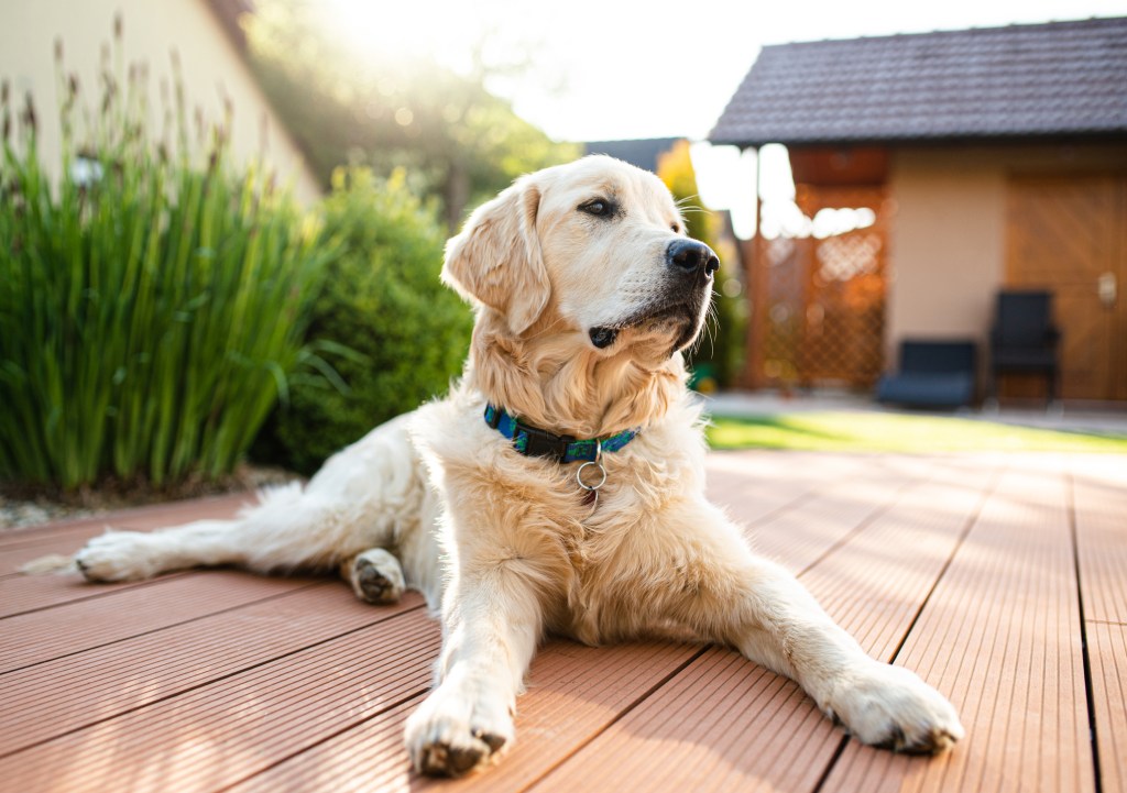 Golden Retriever lying on a wooden deck