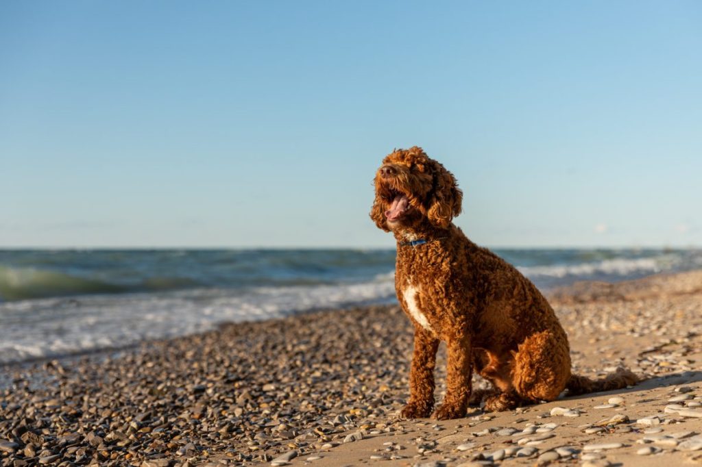 Australian labradoodle on the beach