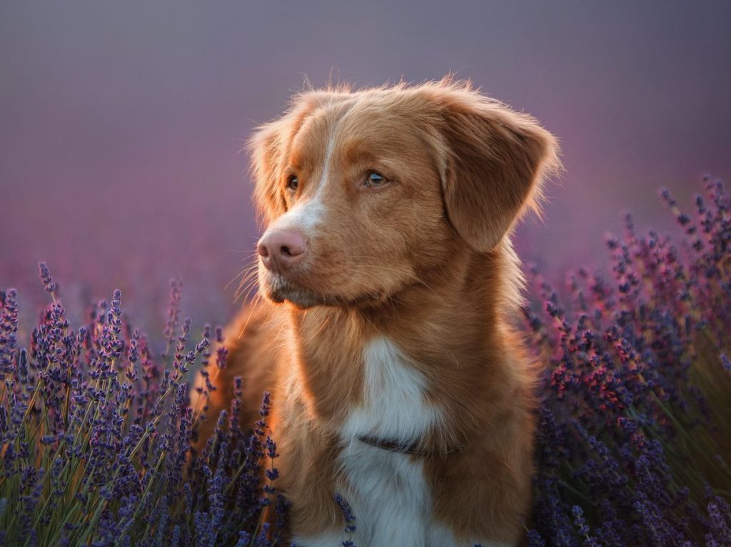 Nova Scotia Duck Tolling Retreiver in purple flowers