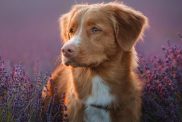 Nova Scotia Duck Tolling Retreiver in purple flowers