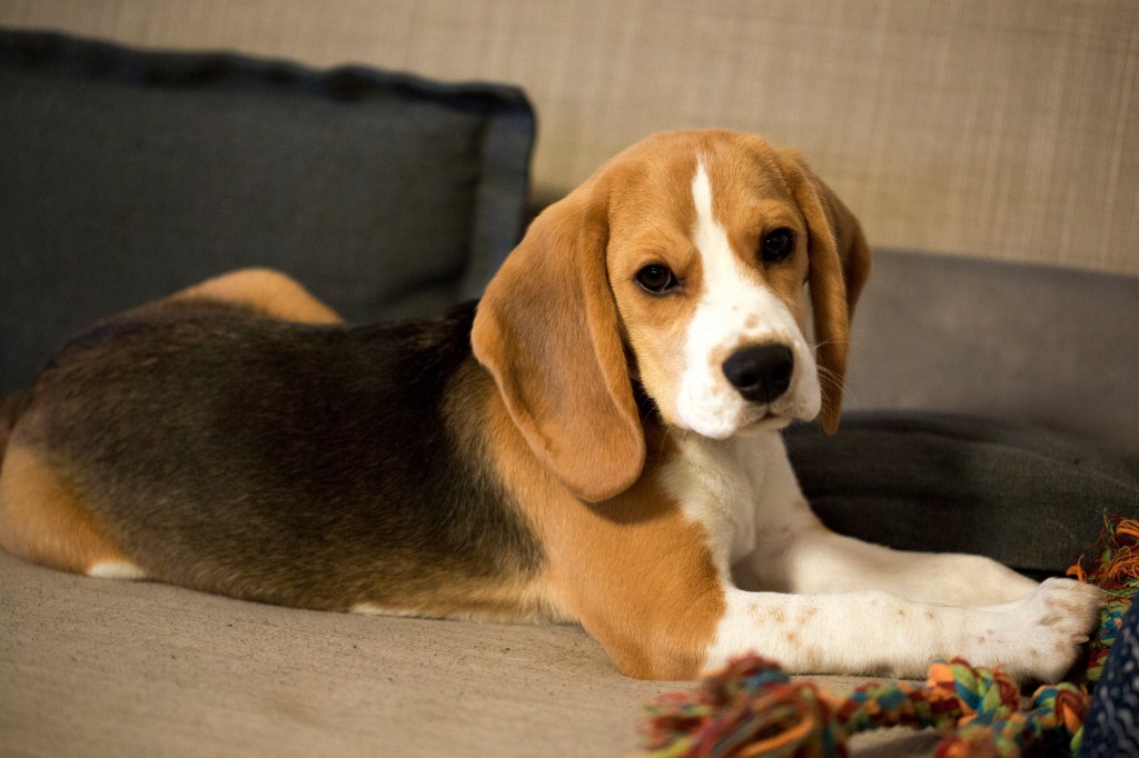 Beagle puppy lying down