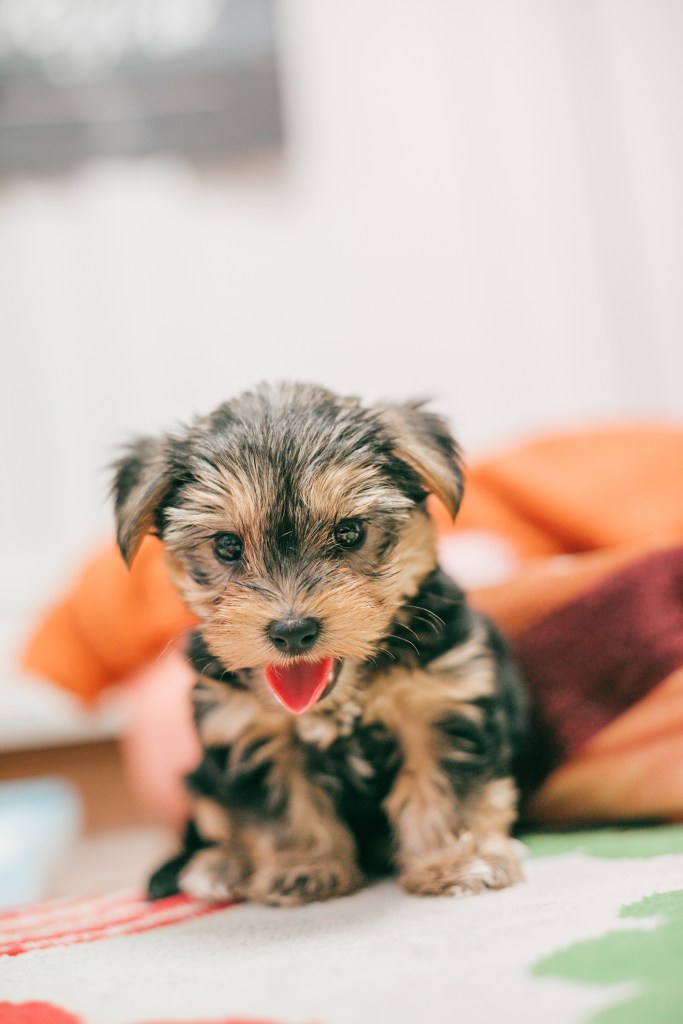 Yorkshire Terrier Yorkie puppy.