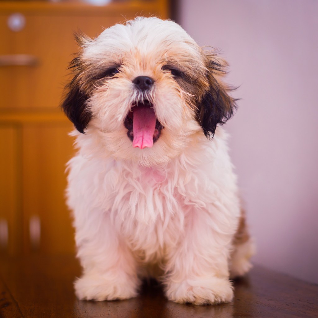 Puppy yawning