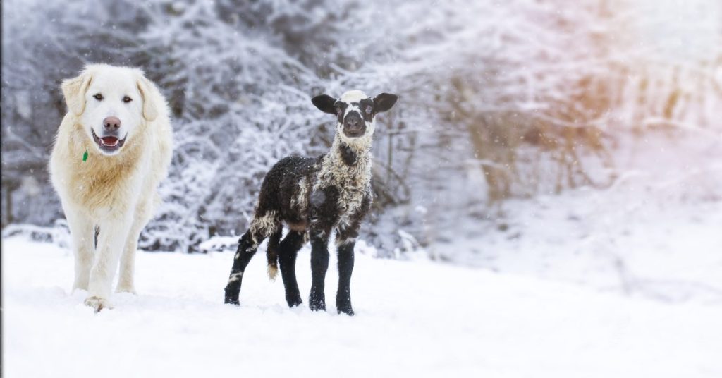 Slovensky Cuvac / Slovak Cuvac in the snow