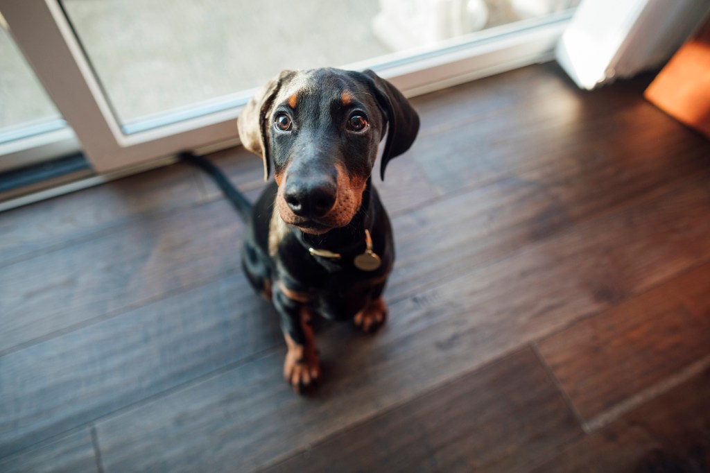 Doberman Pinscher puppy sitting on wood floor