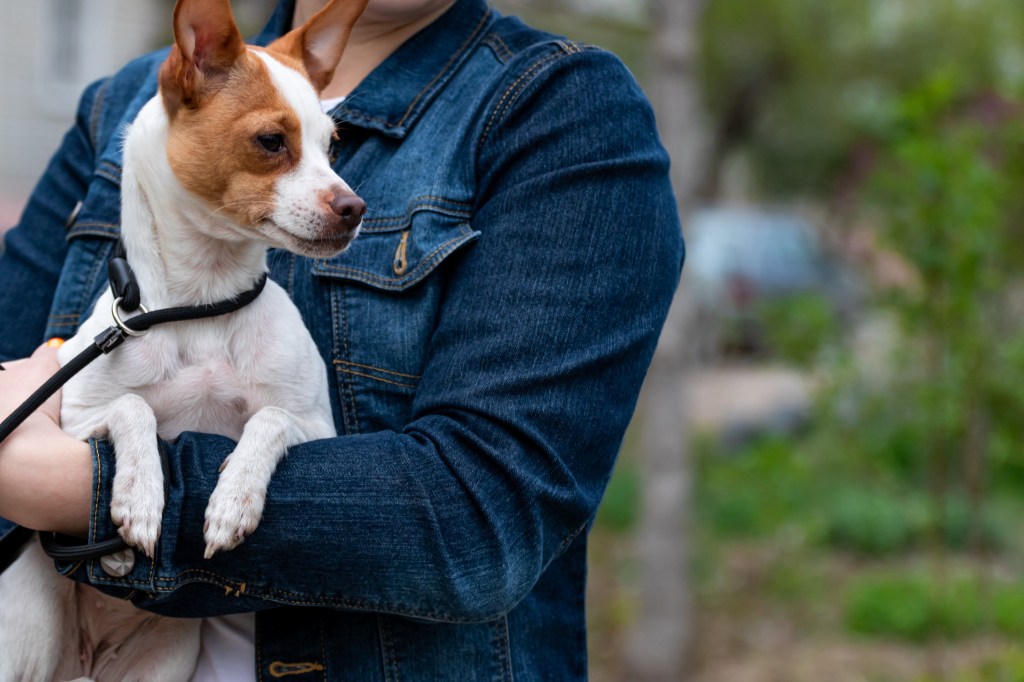 woman holding small dog