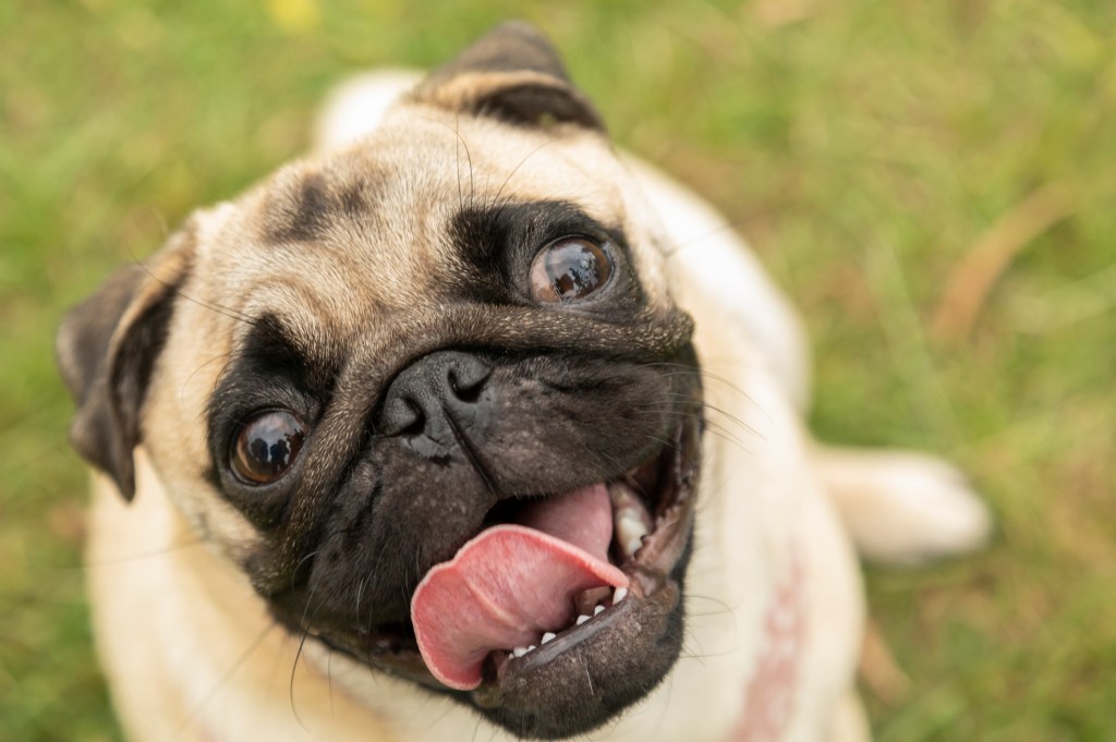 close-up of Pug smiling at camera