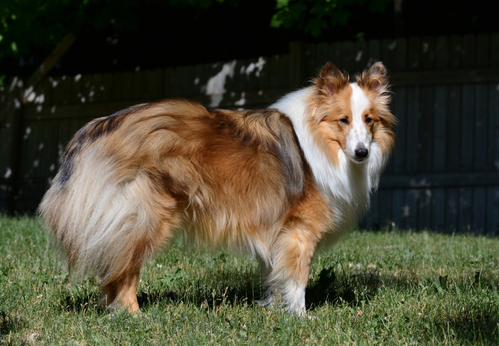 Shetland Sheepdog standing in yard