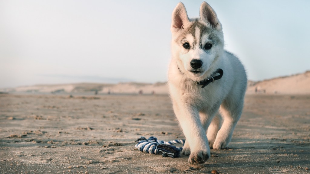 Siberian Husky puppy on beach