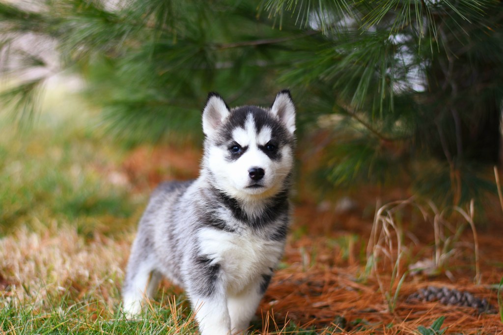 Siberian Husky puppy under pine tree