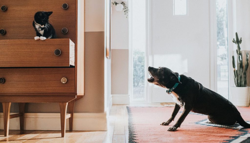 Big dog sitting on rug on the floor barking at cat in nearby chest of drawers. Dog is displaying dominant behavior.