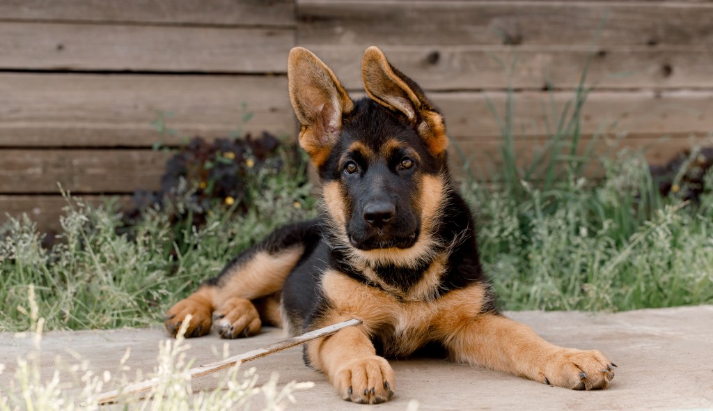 German Shepherd puppy looking at camera