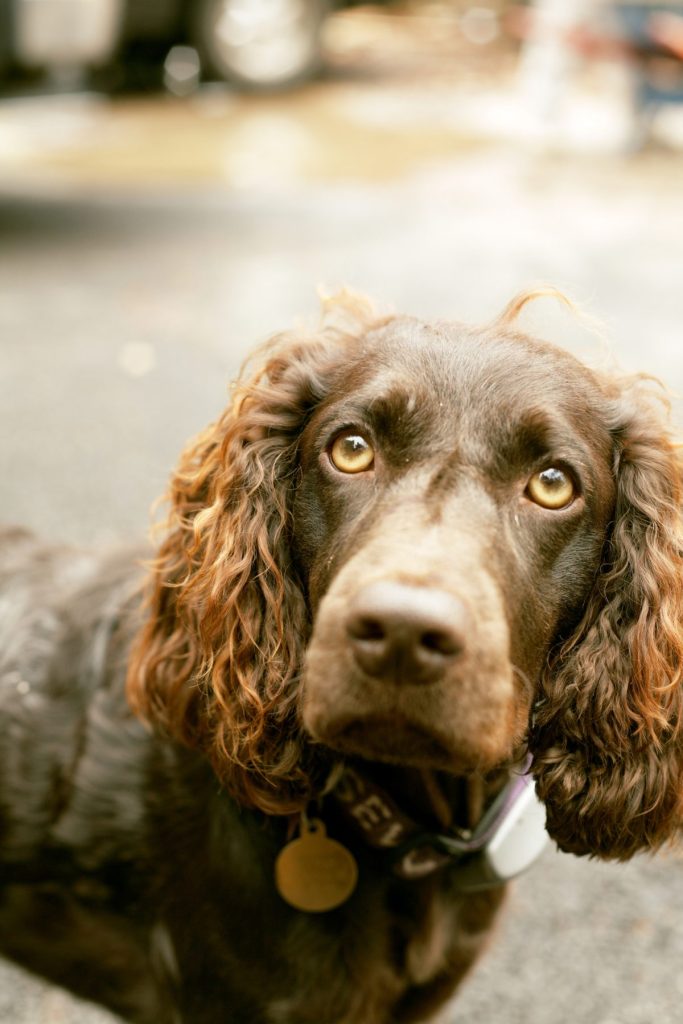 Boykin Spaniel portrait