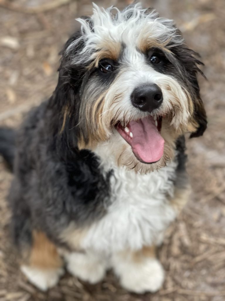 Mini bernedoodle smiling