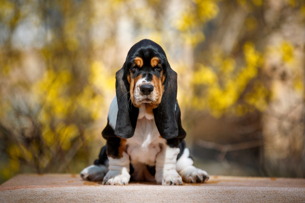 Basset Hound puppy