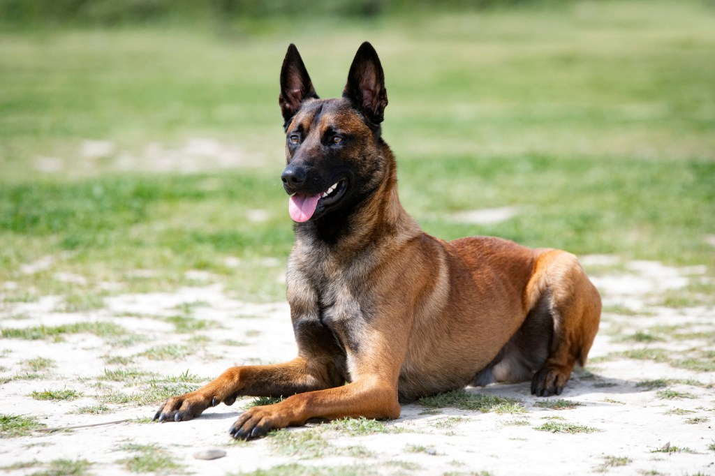 Belgian Shepherd variety lying down on ground