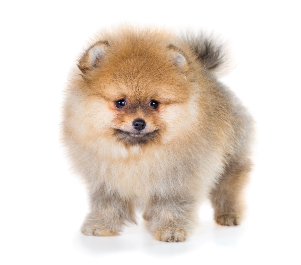 Pomeranian puppy isolated on white background