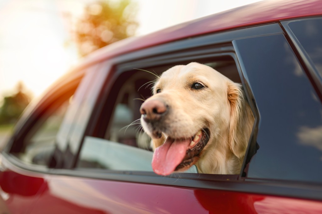 Golden Retriever in car