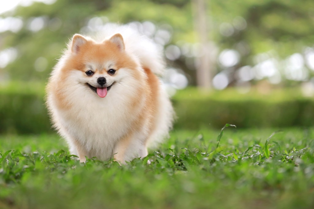 A cute pomeranian dog walks through grass on a sunny day outdoors.