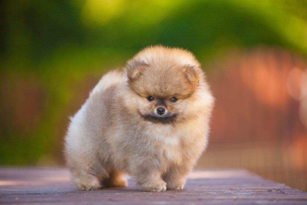 Pomeranian puppy