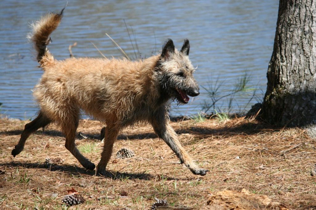 Belgian Laekenois trotting