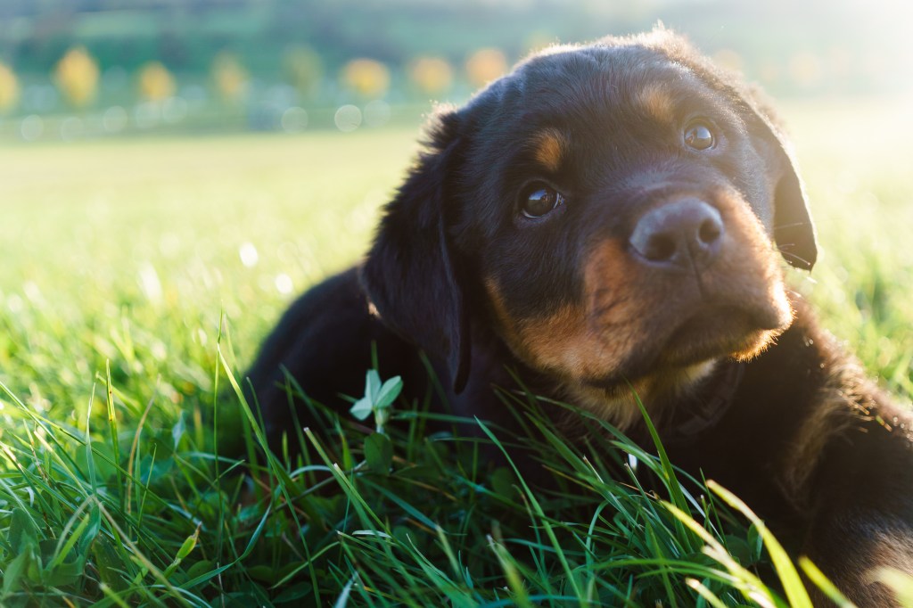 Soft focus a Rottweiler puppy lying on a grassy field with soft morning sunlight