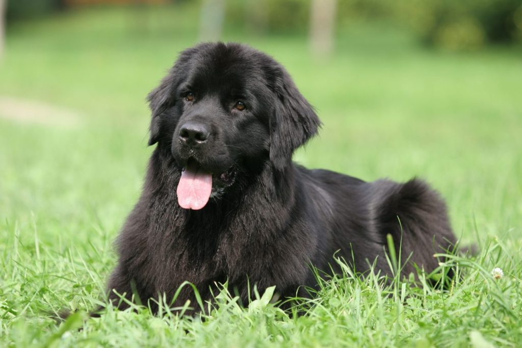 A Newfie, a large dog breed, sits in the grass.