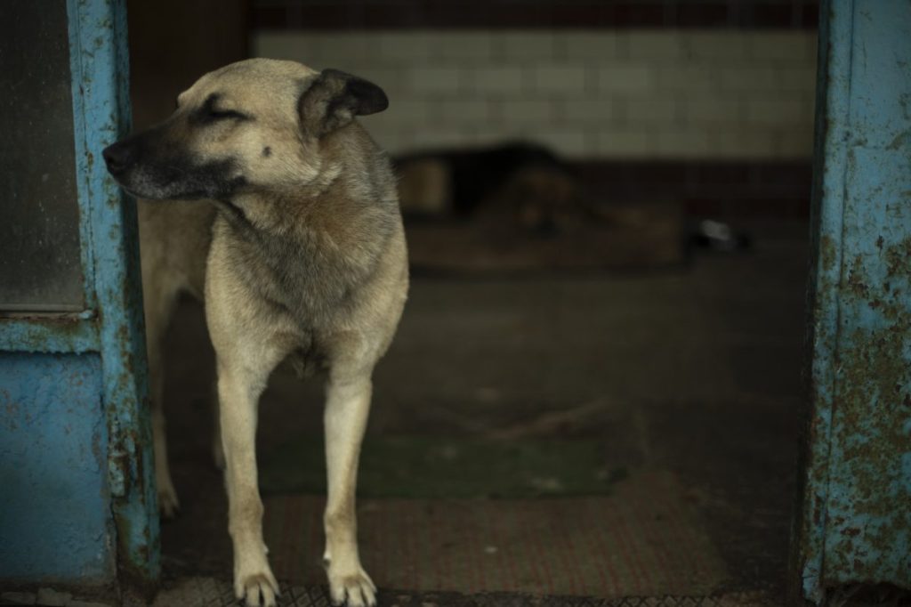 Dog guards entrance. Stray dog in industrial area near trash.