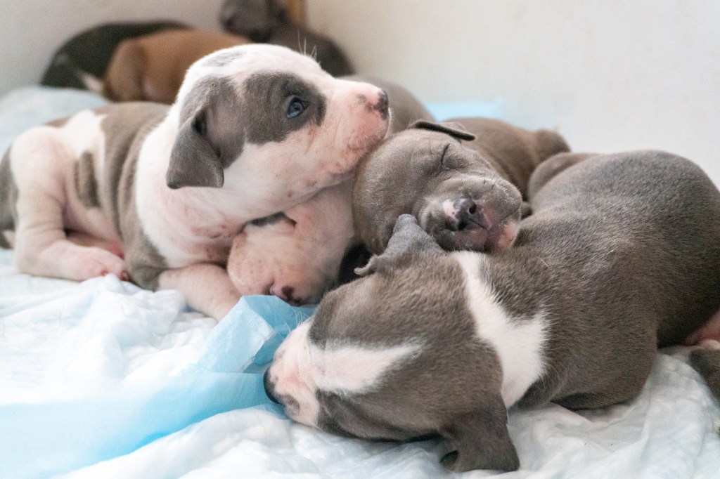 Sleeping Pit Bull puppies