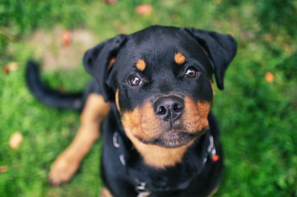 Rottweiler puppy in grass