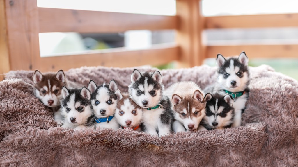 Husky puppies in bed in front of a wooden fence