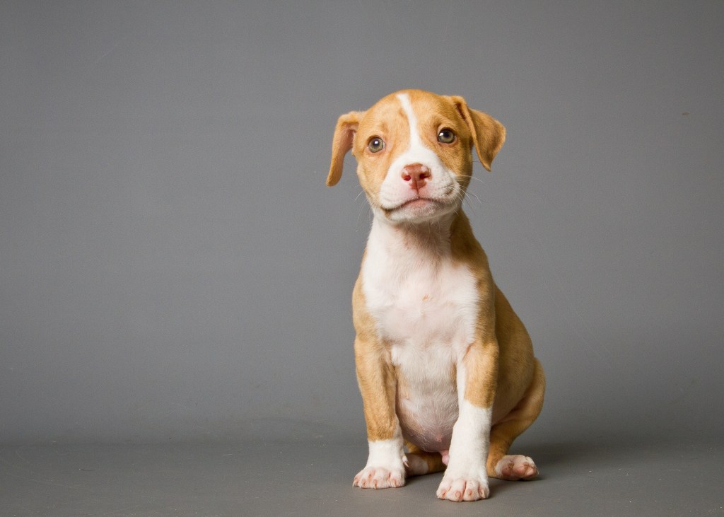 Pit Bull puppy on grey background