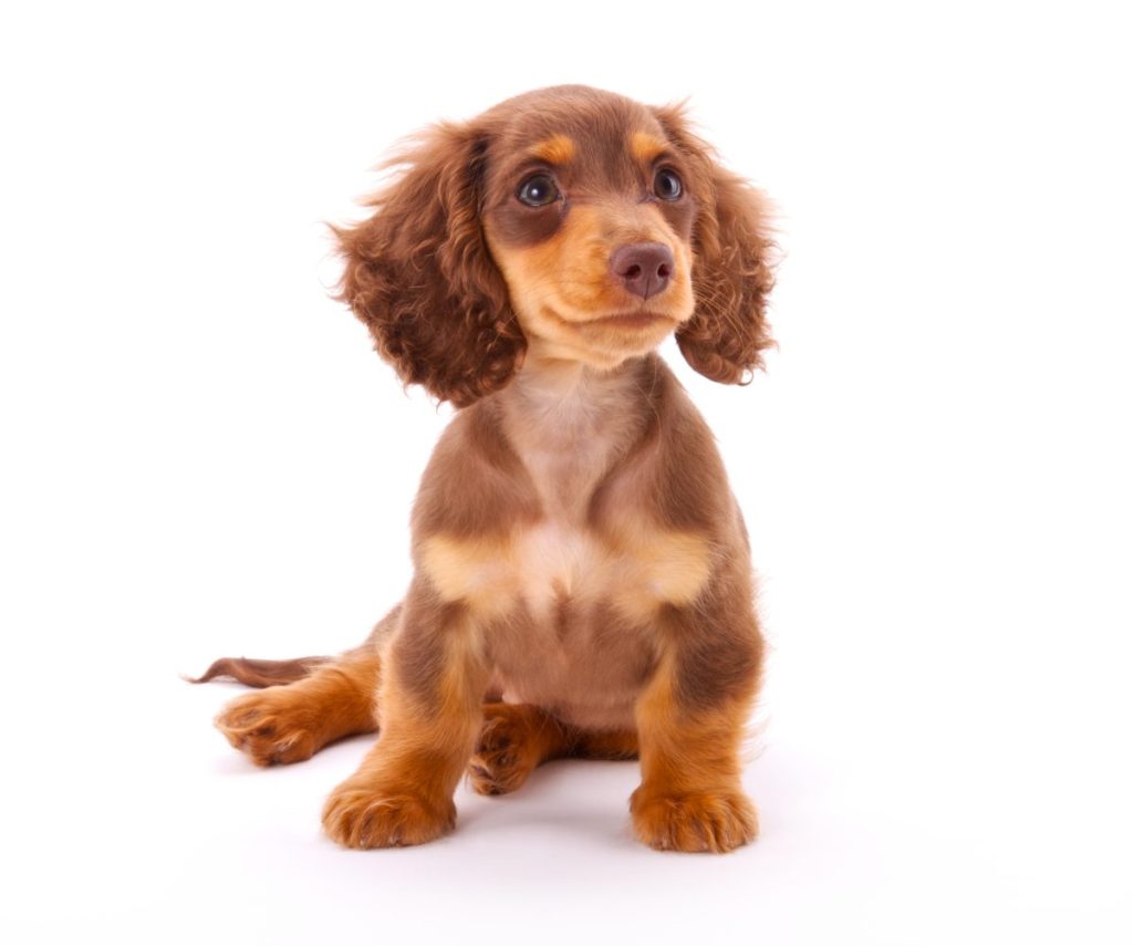 Dachshund puppy