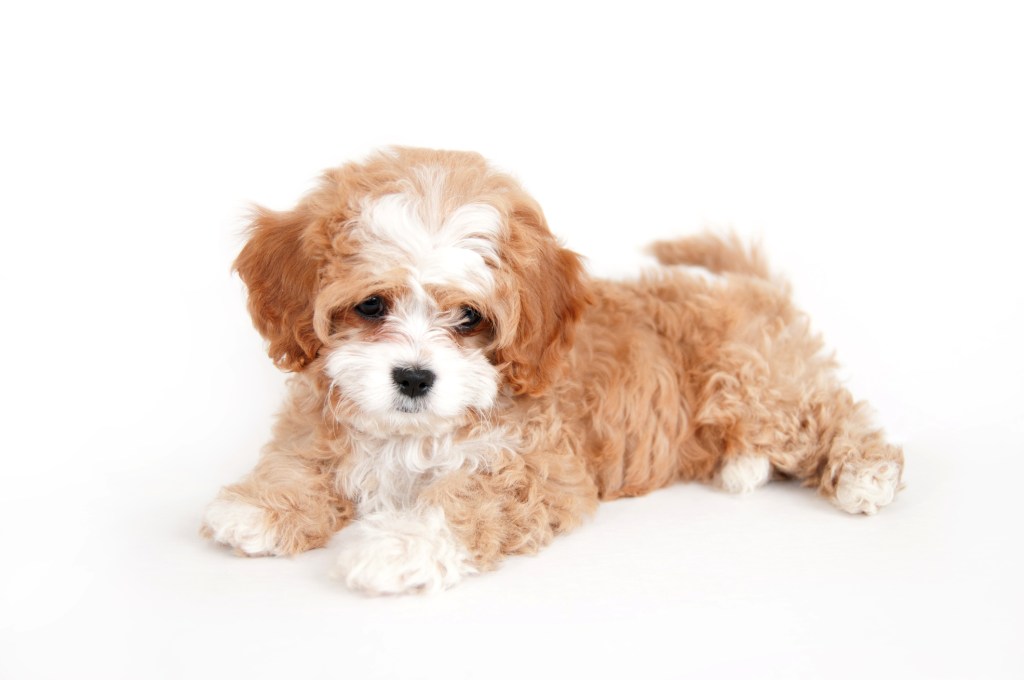 Cavapoo puppy