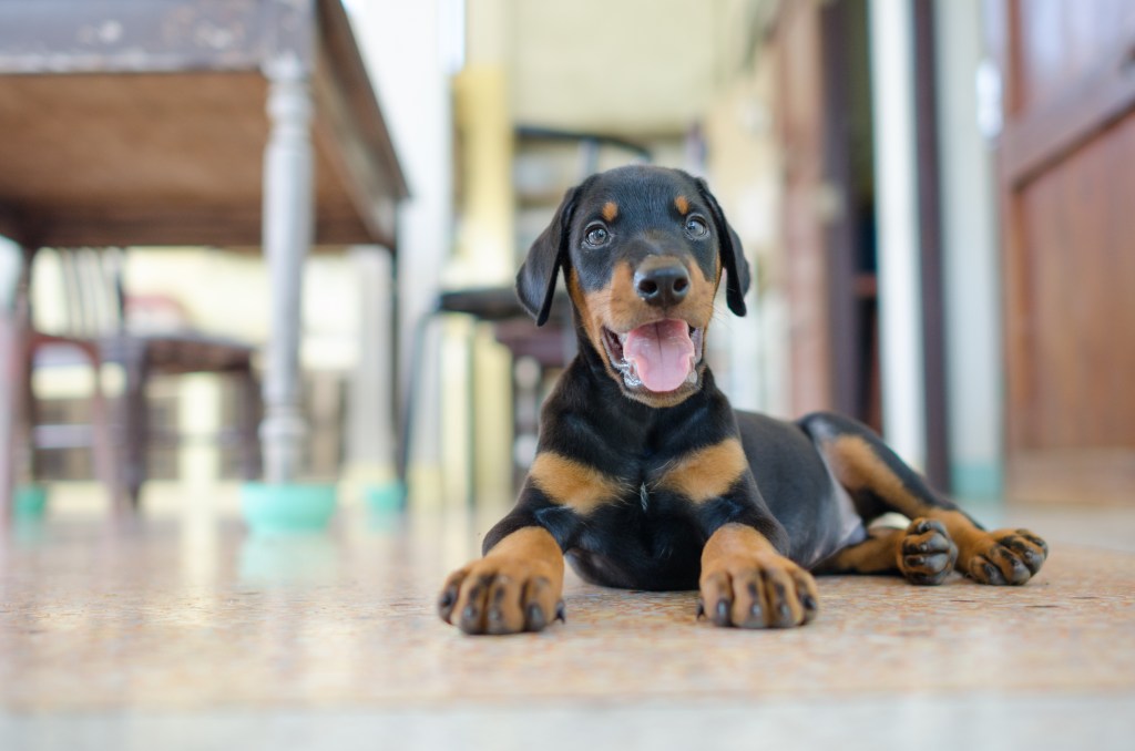 Doberman Pinscher puppy lying on kitchen floor