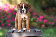 Boxer puppy