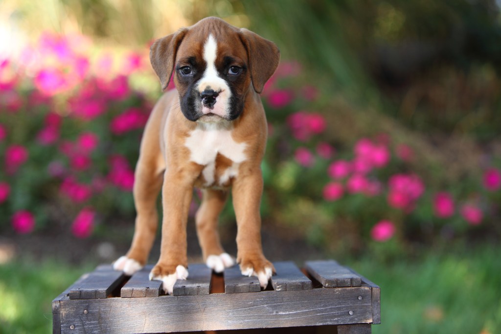 Boxer puppy