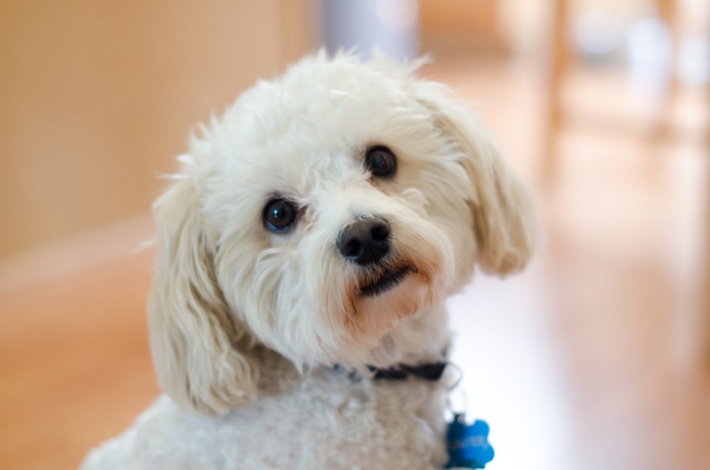 White maltipoo