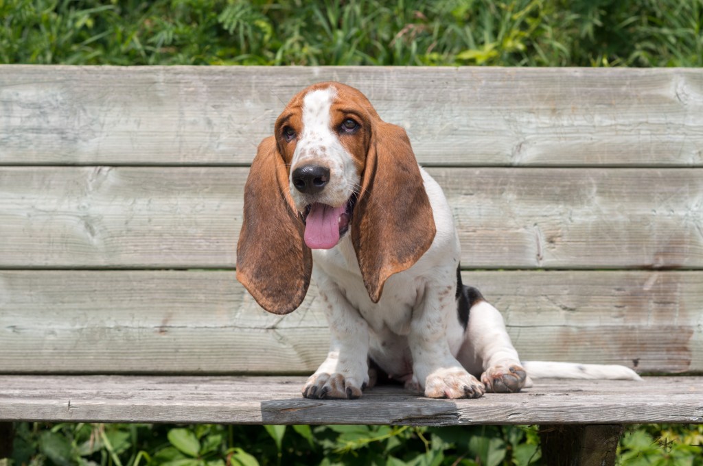 Basset Hound puppy sitting on wooden bench outside