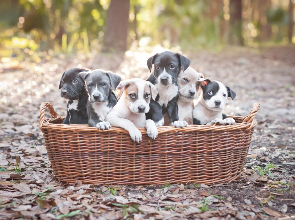 basket of Pitty puppies outdoors