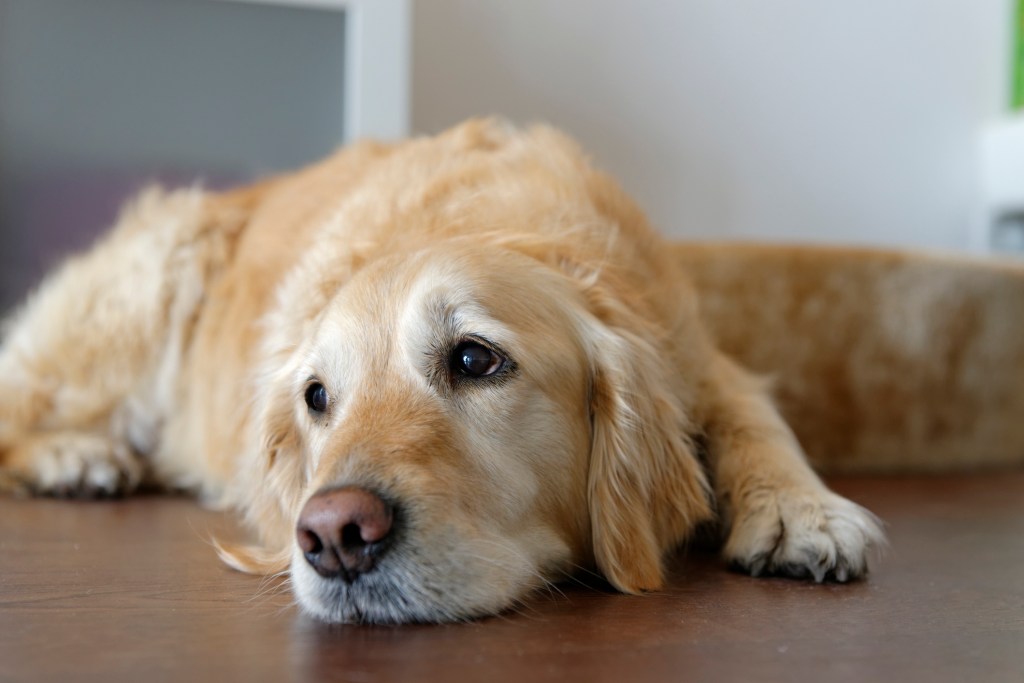 Sleepy Golden Retriever