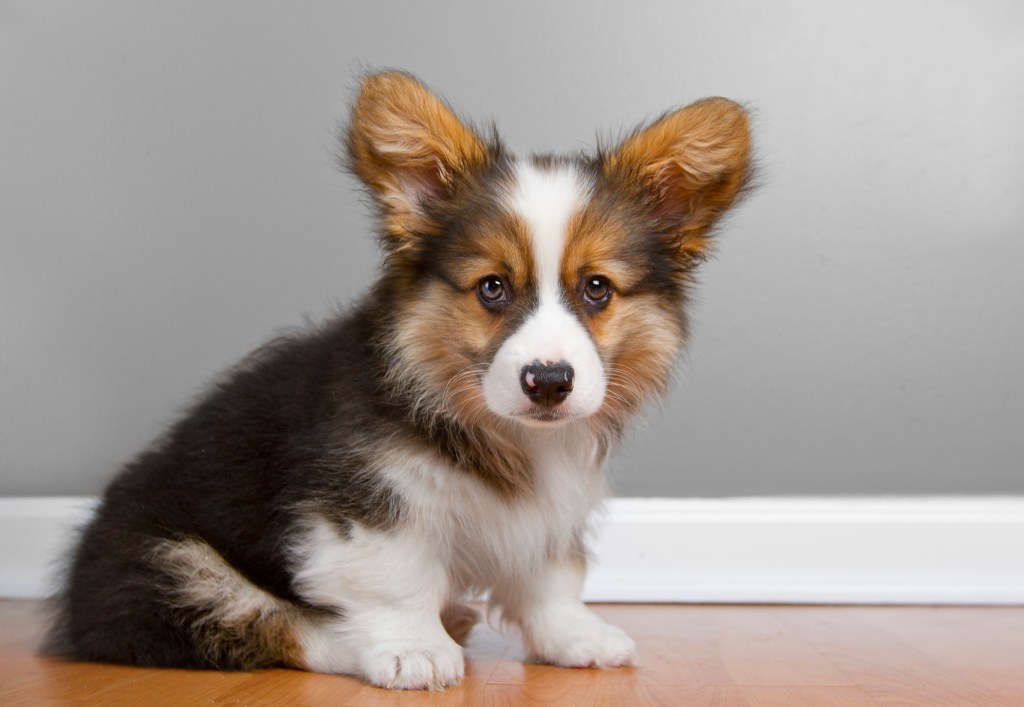 Pembroke Corgi puppy sitting on floor