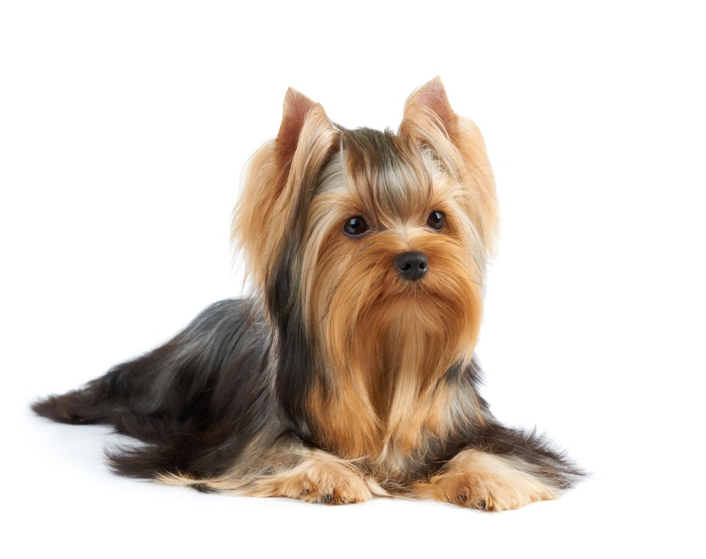 Beautiful Yorkshire Terrier with perfectly groomed long hair isolated on white