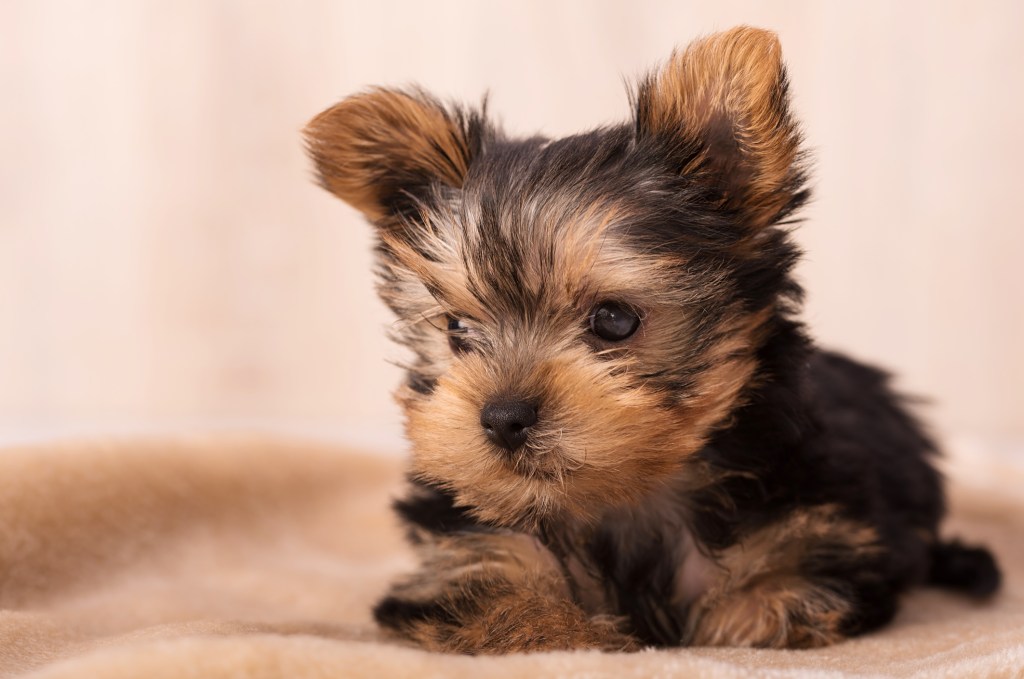 Yorkshire Terrier Yorkie puppy