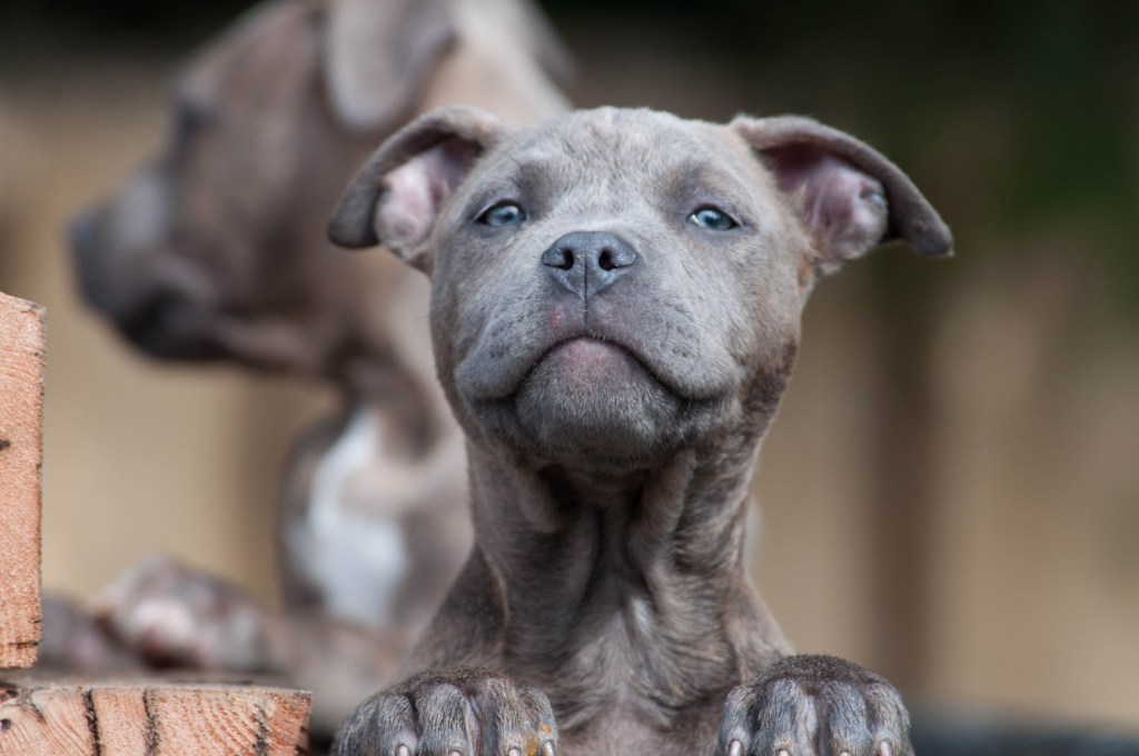 Pit puppy close-up