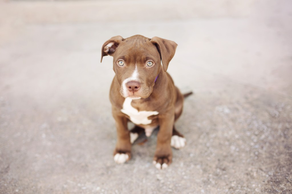 Pit Bull puppy on pavement